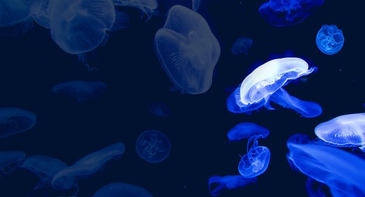 Découvrez la carte cadeau (1054 x 570)